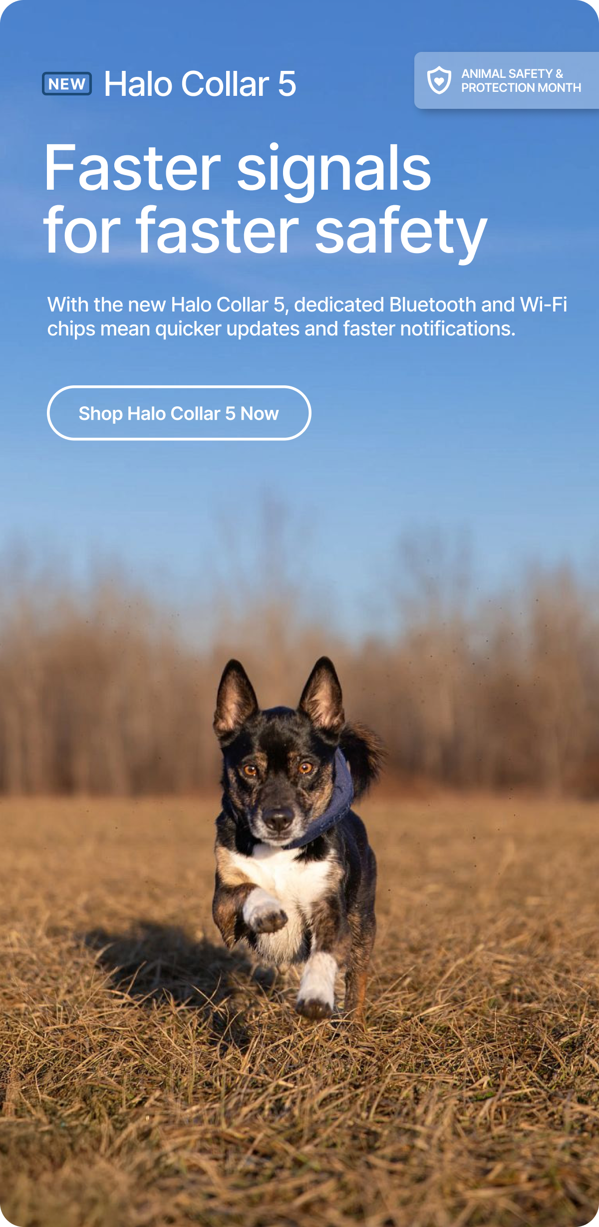 Safer dogs, happier families. With the new Halo Collar 5, dedicated Bluetooth and Wi-Fi chips mean quicker updates and faster notifications. 