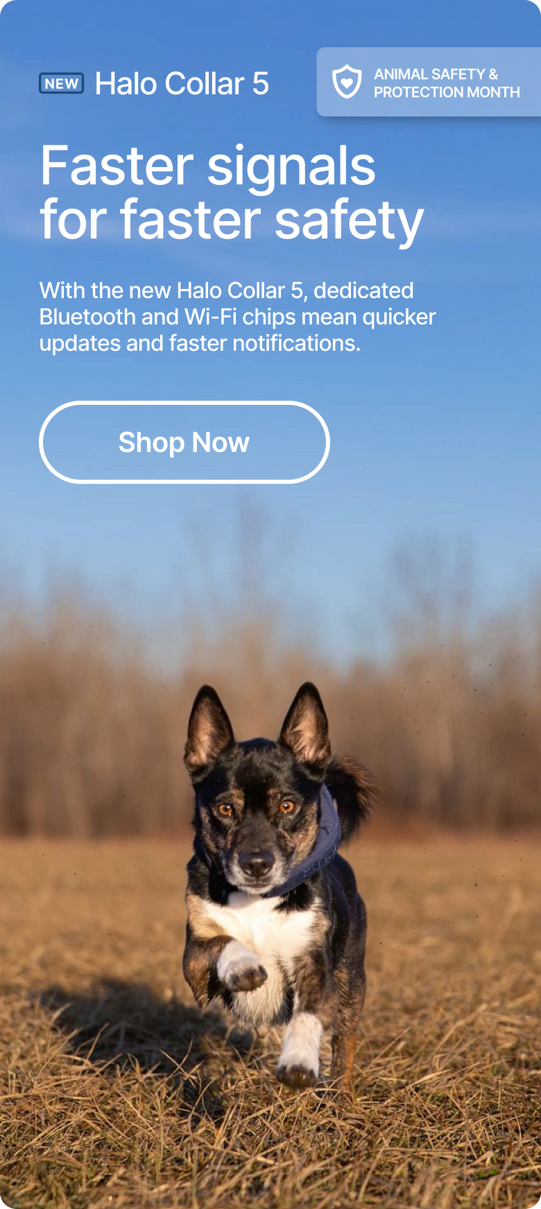 Safer dogs, happier families. With the new Halo Collar 5, dedicated Bluetooth and Wi-Fi chips mean quicker updates and faster notifications. 