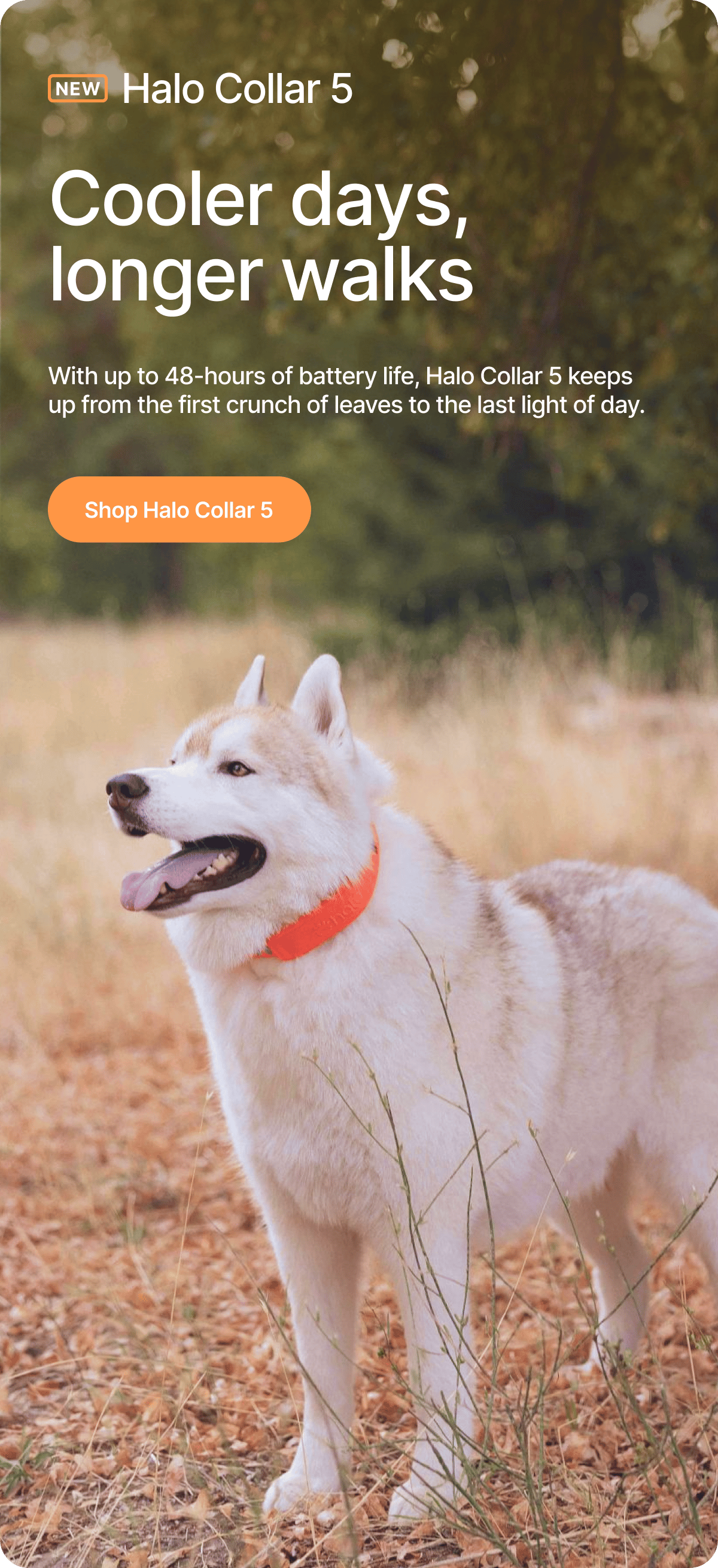 New Halo Collar 5 – More walks. Fewer charges.  With up to 48-hours of battery life, Halo Collar 5 keeps up from the first crunch of leaves to the last light of day.