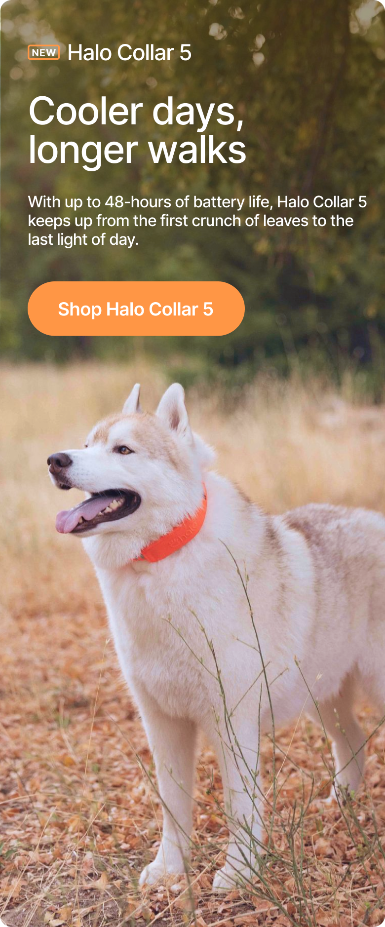 New Halo Collar 5 – More walks. Fewer charges.  With up to 48-hours of battery life, Halo Collar 5 keeps up from the first crunch of leaves to the last light of day.