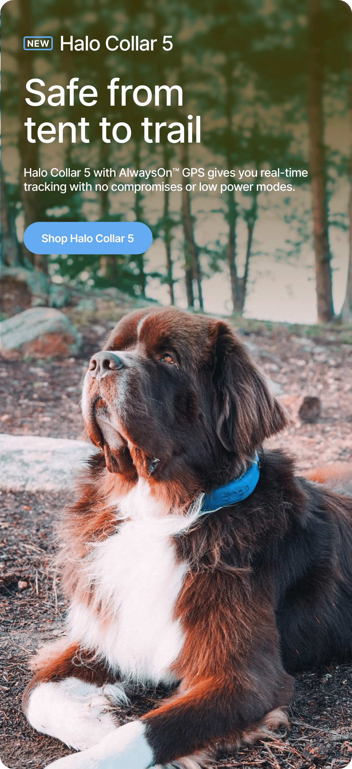 Real-time safety for your dog’s wildest adventures. The new Halo Collar 5 with AlwaysOn™ GPS gives you real-time tracking with no compromises or low power modes. 