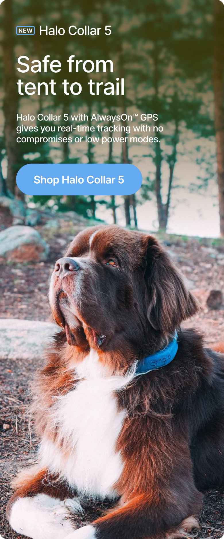 Real-time safety for your dog’s wildest adventures. The new Halo Collar 5 with AlwaysOn™ GPS gives you real-time tracking with no compromises or low power modes. 