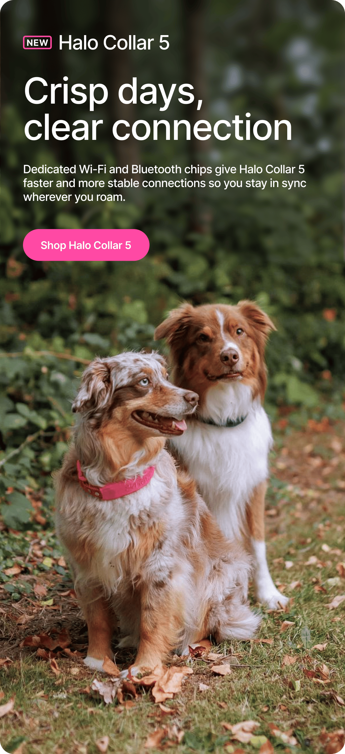 Halo Collar 5 - the clearest connection yet. Dedicated Wi-Fi and Bluetooth chips give the new Halo Collar 5 faster and more stable connections so you stay in sync wherever you roam.