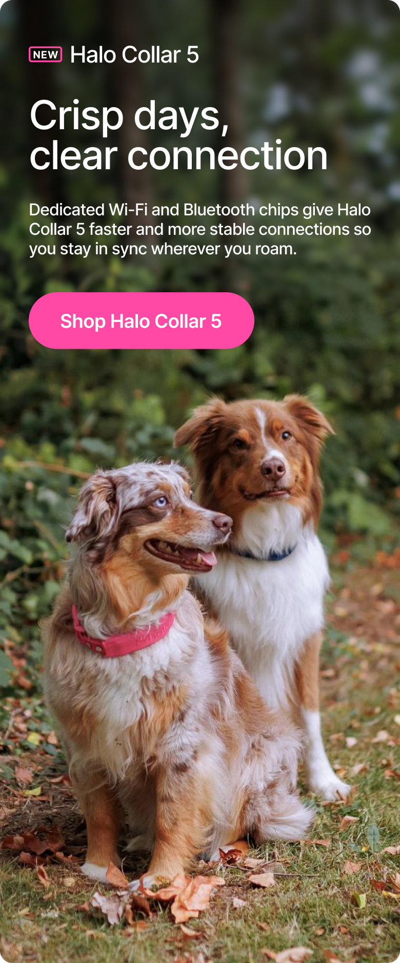 Halo Collar 5 - the clearest connection yet. Dedicated Wi-Fi and Bluetooth chips give the new Halo Collar 5 faster and more stable connections so you stay in sync wherever you roam.