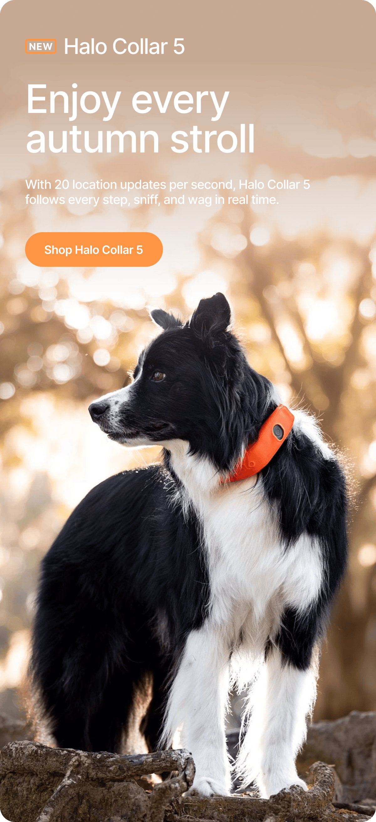 Instant updates, because every step matters. With 20 location updates per second, the new Halo Collar 5 follows every step, sniff, and wag in real time.