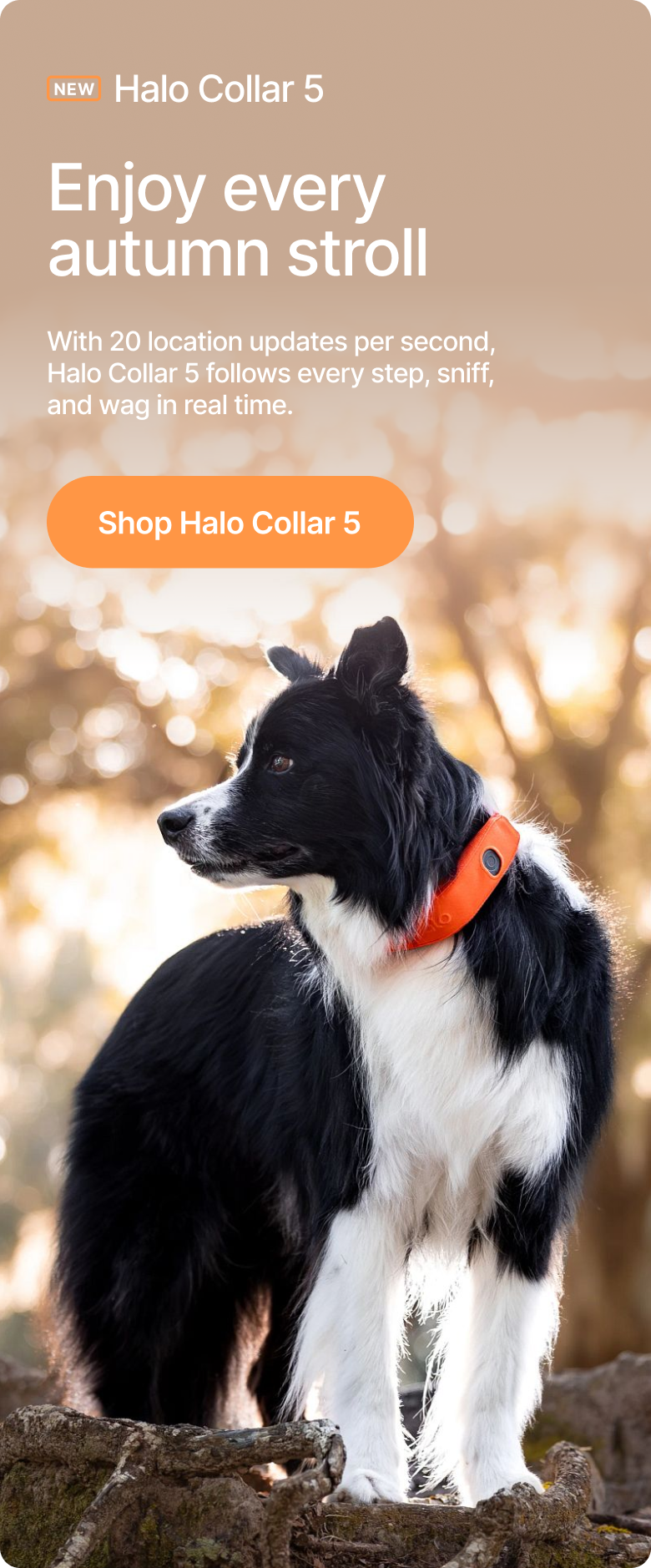 Instant updates, because every step matters. With 20 location updates per second, the new Halo Collar 5 follows every step, sniff, and wag in real time.