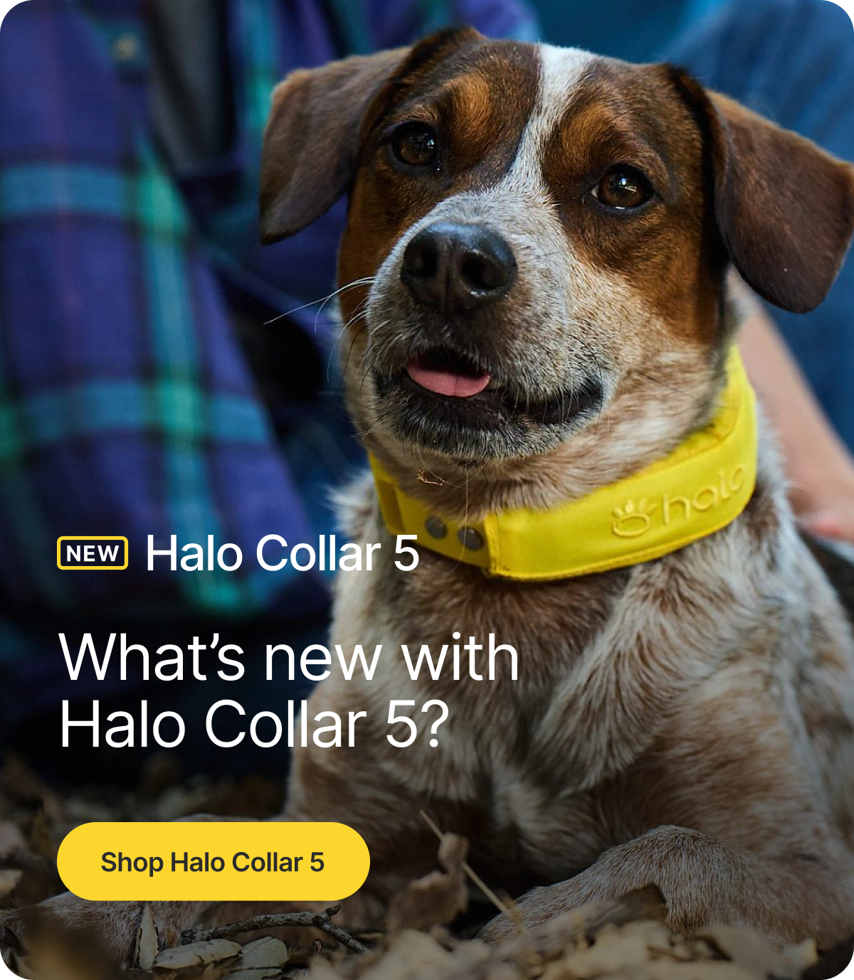 See how the new Halo Collar 5 protects in real time. Watch the video to learn about Halo Collar 5 upgrades, frequently asked questions, and innovative pet safety technology behind the latest model.