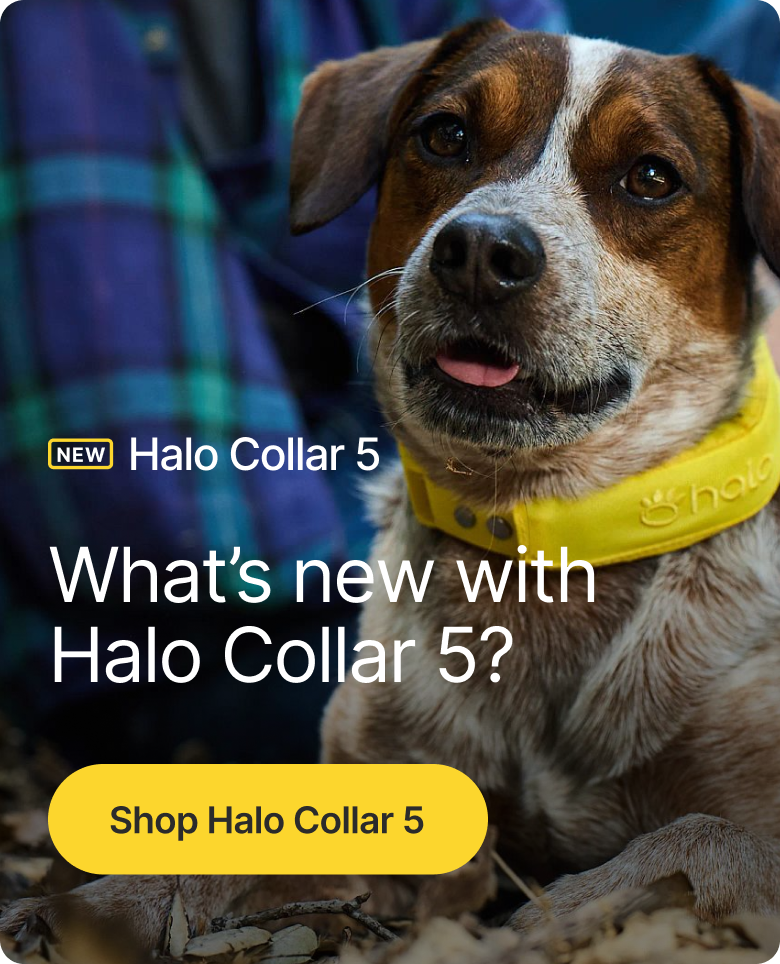 See how the new Halo Collar 5 protects in real time. Watch the video to learn about Halo Collar 5 upgrades, frequently asked questions, and innovative pet safety technology behind the latest model.