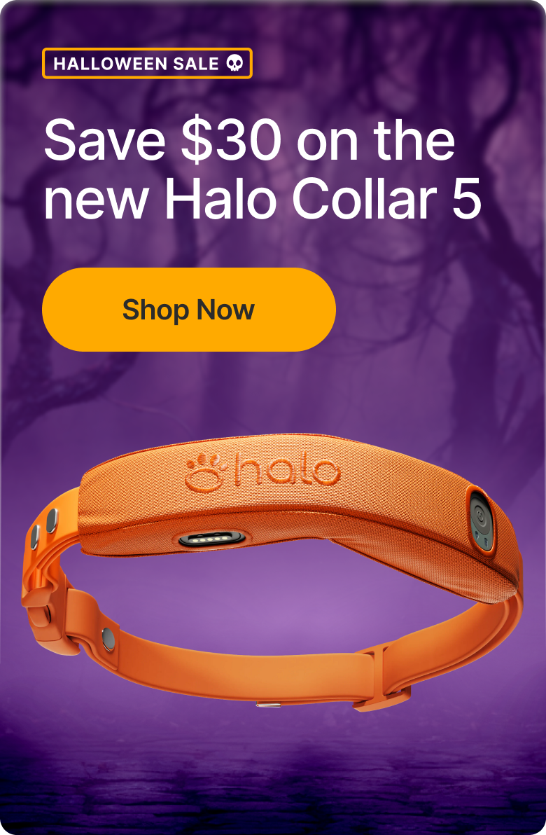 Halloween Sale is here! $30 off the new Halo Collar 5, plus safety tips for your pup this Halloween.