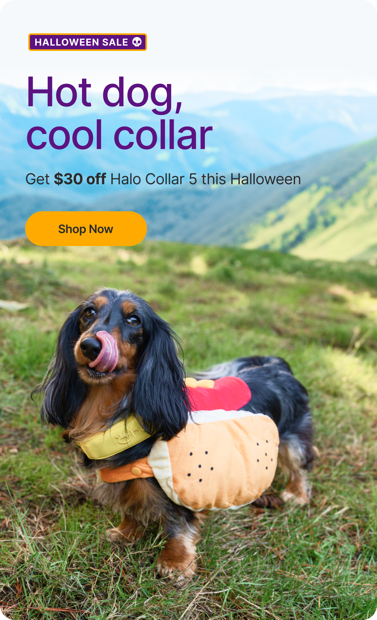 Save $30 - Halloween Sale on Halo Collar 5. Celebrate Halloween with $30 off the Halo Collar that keeps your dog safe, connected, and protected all year long.