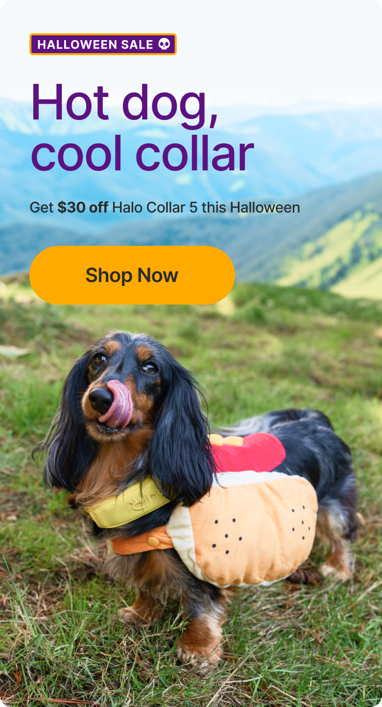Save $30 - Halloween Sale on Halo Collar 5. Celebrate Halloween with $30 off the Halo Collar that keeps your dog safe, connected, and protected all year long.
