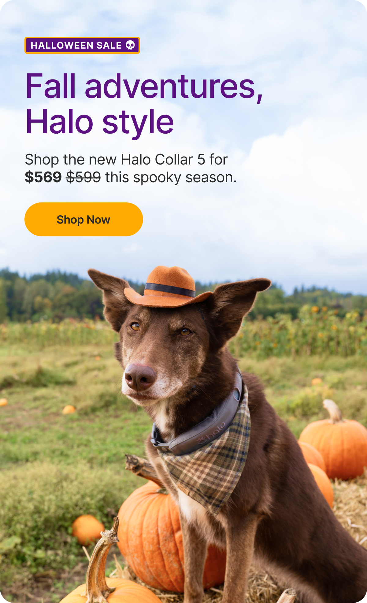 Scary good deal: $30 off Halo Collar 5. This spooky season, shop the new Halo Collar 5 for a discounted price of $569.