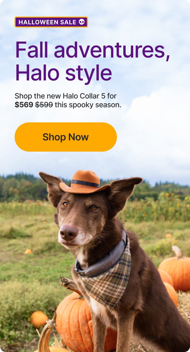 Scary good deal: $30 off Halo Collar 5. This spooky season, shop the new Halo Collar 5 for a discounted price of $569.
