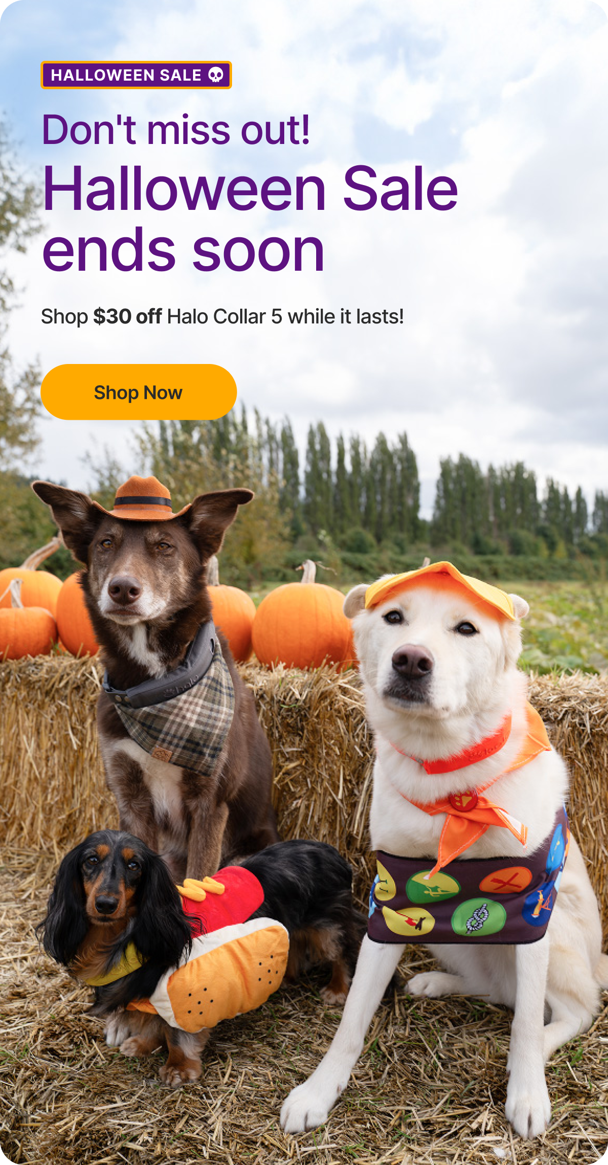 Don’t miss out! Sale ends soon. Now’s the time to get Halo for your pup. Shop $30 off Halo Collar 5 while savings last.