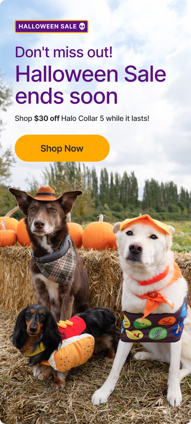 Don’t miss out! Sale ends soon. Now’s the time to get Halo for your pup. Shop $30 off Halo Collar 5 while savings last.