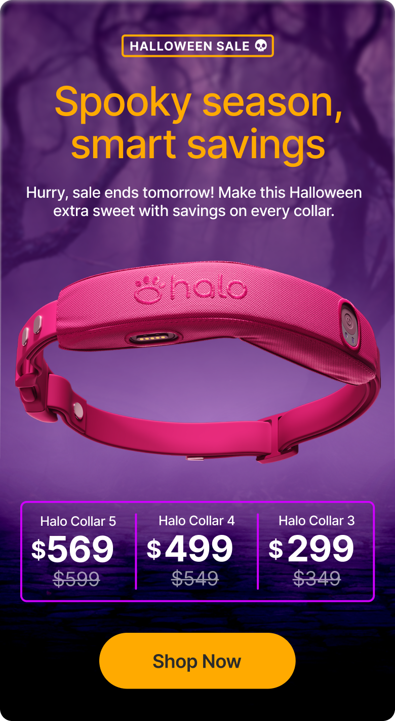 Halloween Sale is here! $30 off the new Halo Collar 5, plus safety tips for your pup this Halloween.