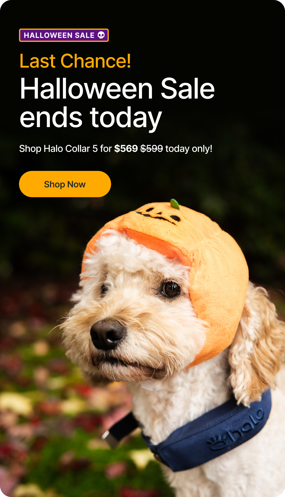 Final Hours: discounts on all Halo Collars. Last chance to get your Halo Collar! Shop Halo Collar 5 for only $569, today only