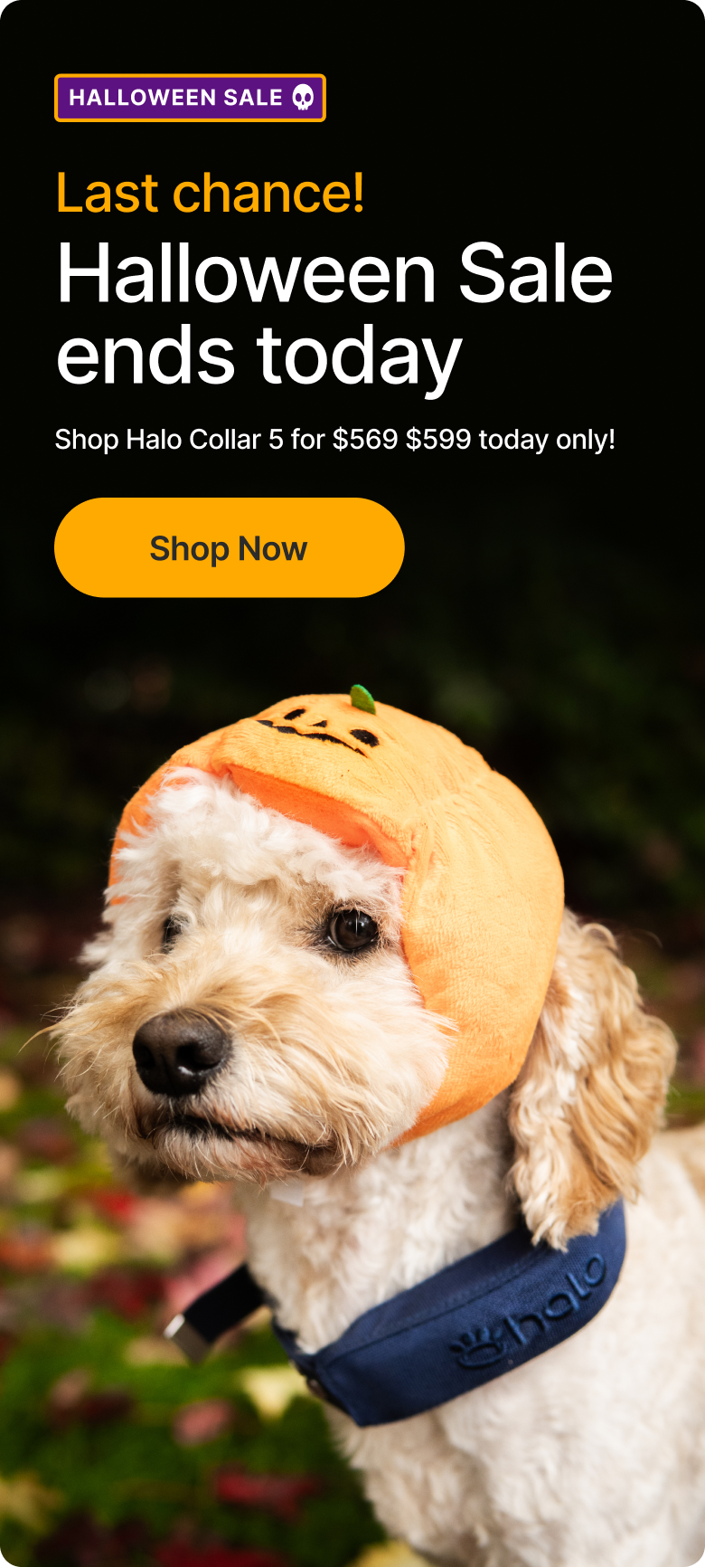 Final Hours: discounts on all Halo Collars. Last chance to get your Halo Collar! Shop Halo Collar 5 for only $569, today only