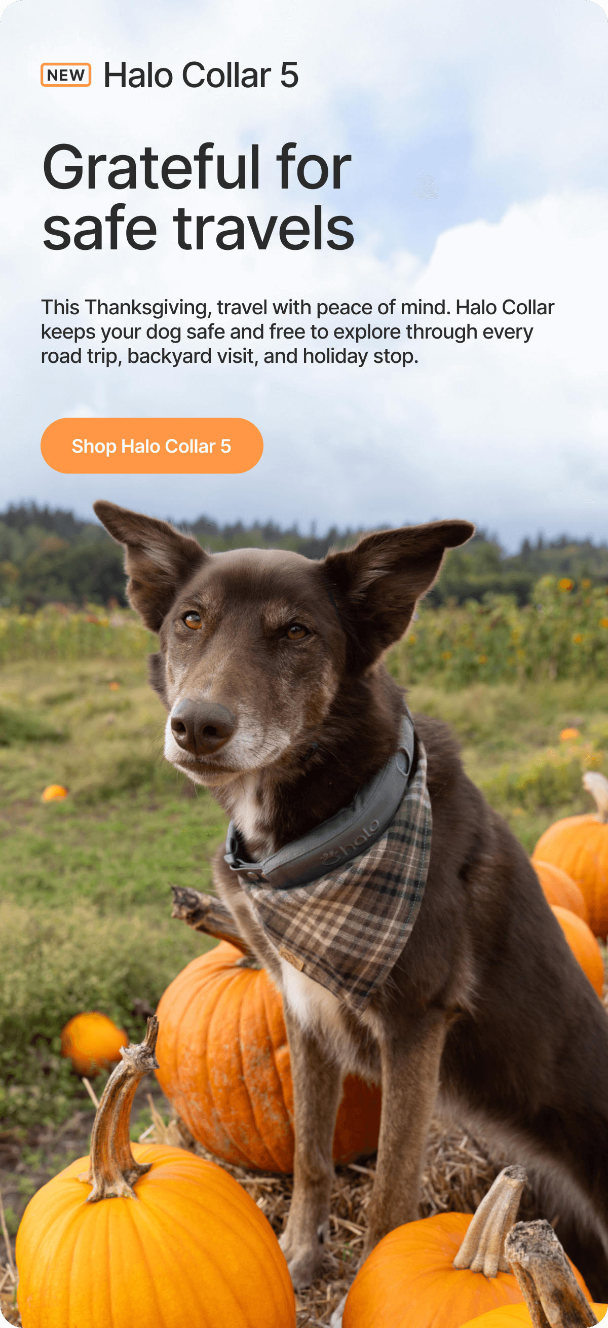 Your dog’s holiday travel companion. This Thanksgiving, travel with peace of mind. Halo Collar keeps your dog safe and free to explore through every road trip, backyard visit, and holiday stop.