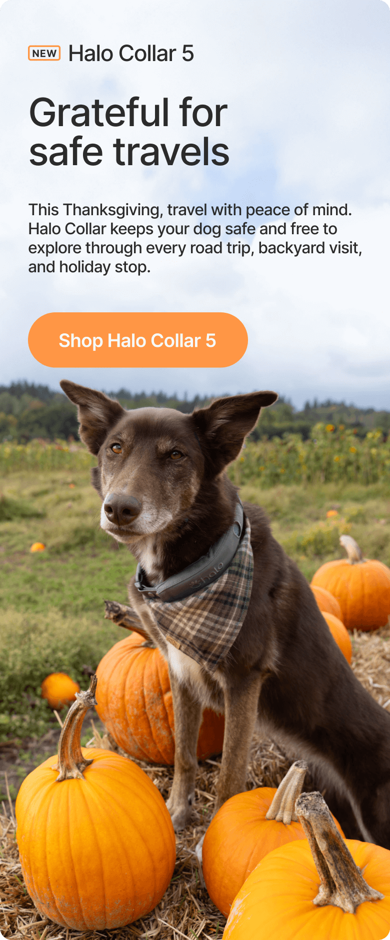 Your dog’s holiday travel companion. This Thanksgiving, travel with peace of mind. Halo Collar keeps your dog safe and free to explore through every road trip, backyard visit, and holiday stop.