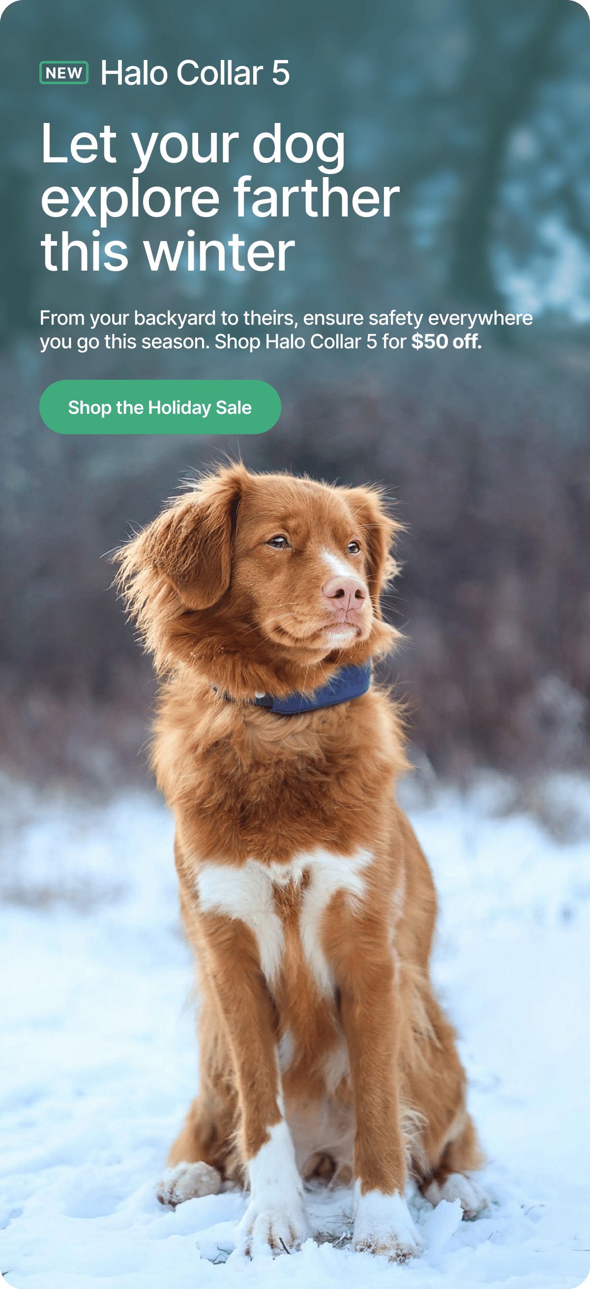 Don’t wait! Get $50 off to keep your dog safer this winter. From your backyard to theirs, ensure safety everywhere you go this season. Shop Halo Collar 5 for $50 off.