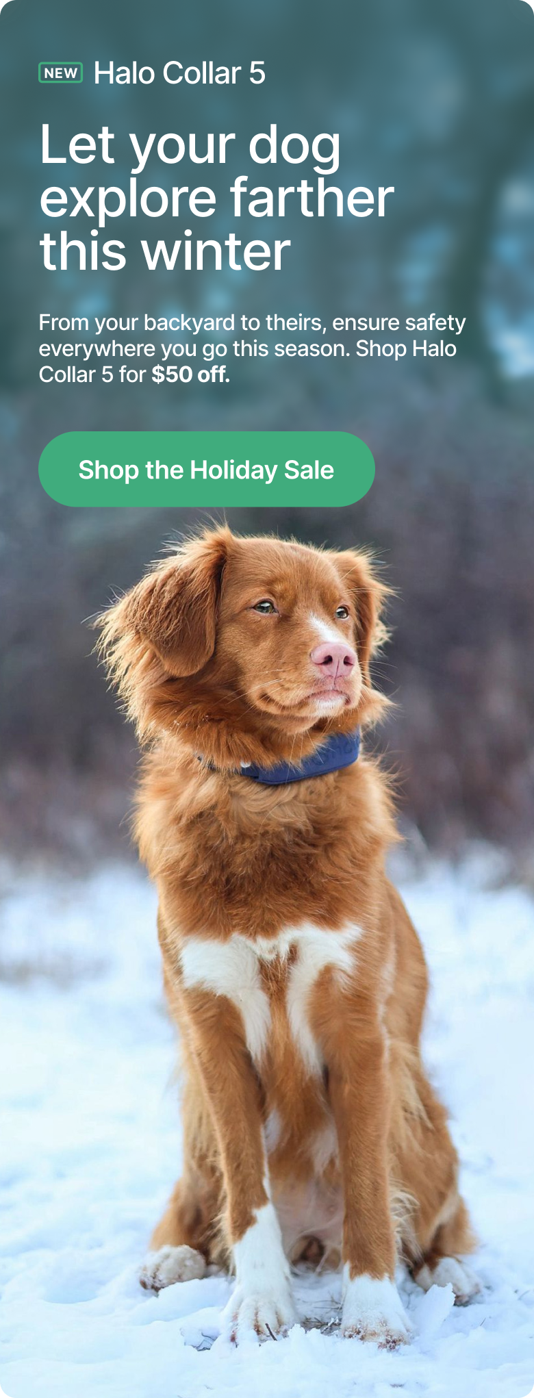 Don’t wait! Get $50 off to keep your dog safer this winter. From your backyard to theirs, ensure safety everywhere you go this season. Shop Halo Collar 5 for $50 off.