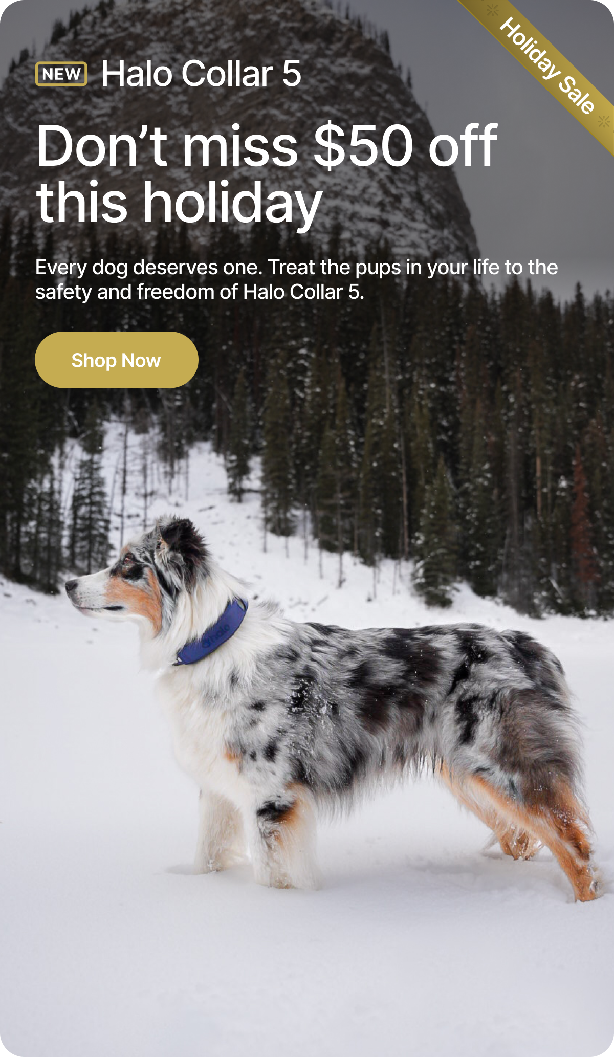 Holiday Savings are here — $50 off Halo Collar 5! Every dog deserves one. Treat the pups in your life to the safety and freedom of Halo Collar 5. Order by Thursday to receive it by Christmas! 