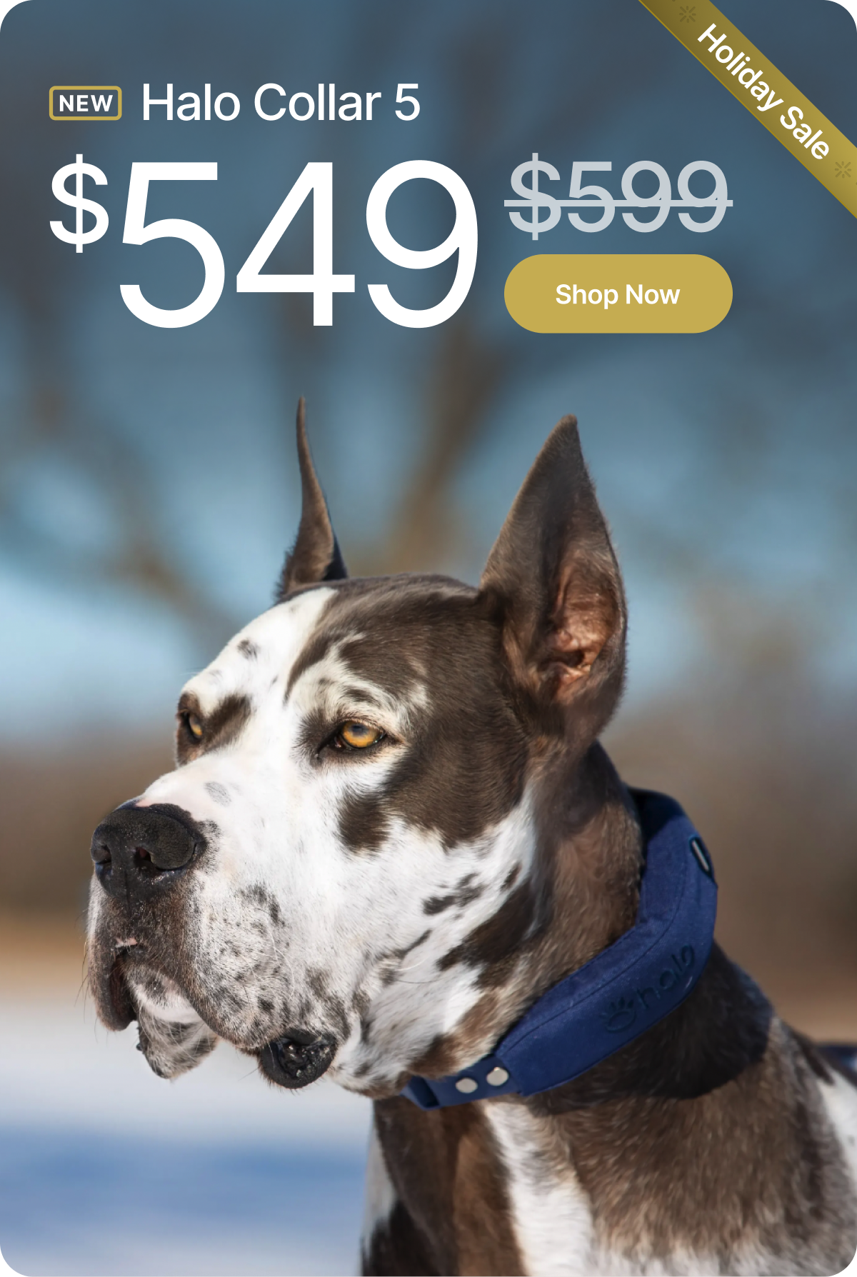 Hurry! Save $50 for a limited time. Christmas delivery ends soon. Give your dog safer adventures, real protection, and the gift they’ll use every single day.