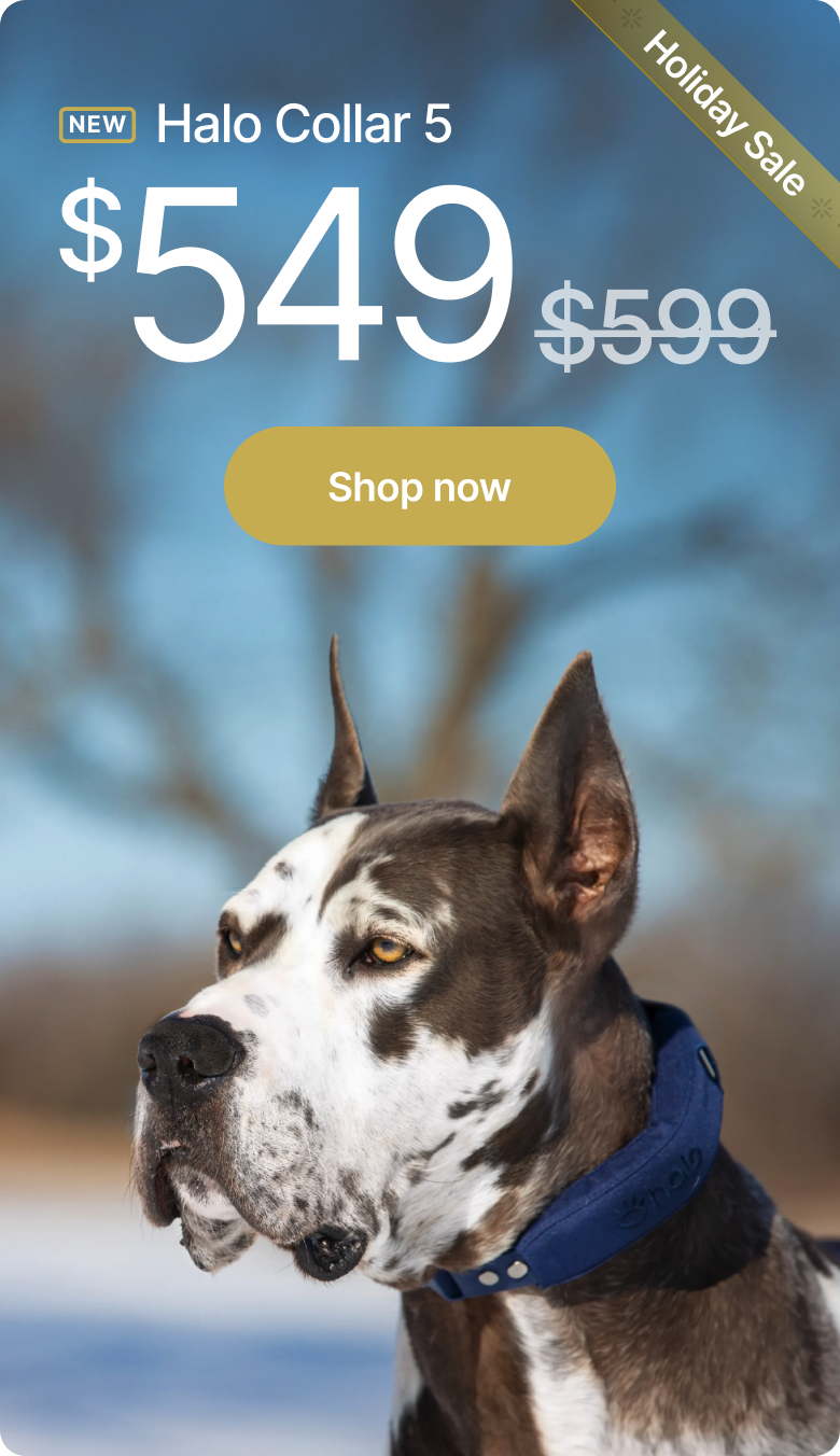 Hurry! Save $50 for a limited time. Christmas delivery ends soon. Give your dog safer adventures, real protection, and the gift they’ll use every single day.
