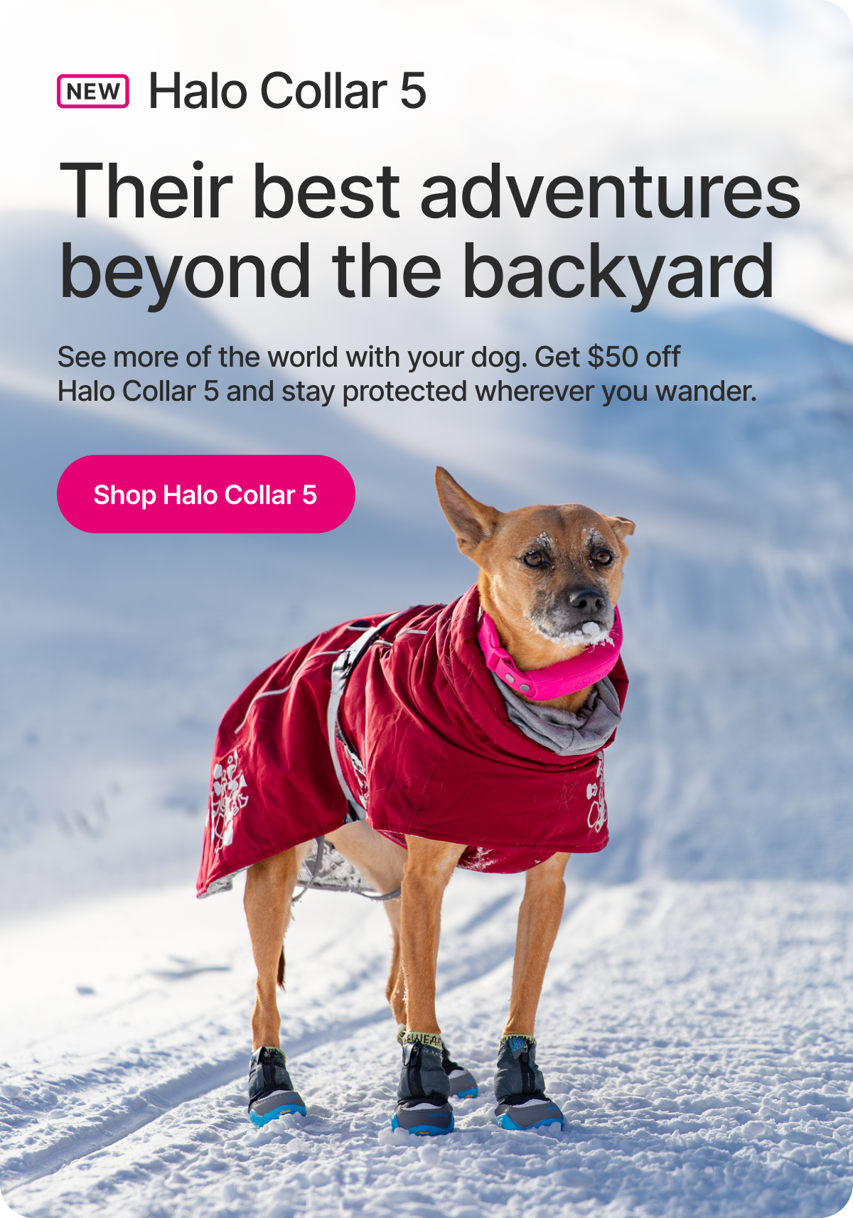 Built for a year they’ll never forget. Save $50. See more of the world with your dog. Get $50 off Halo Collar 5 and stay protected wherever you wander.