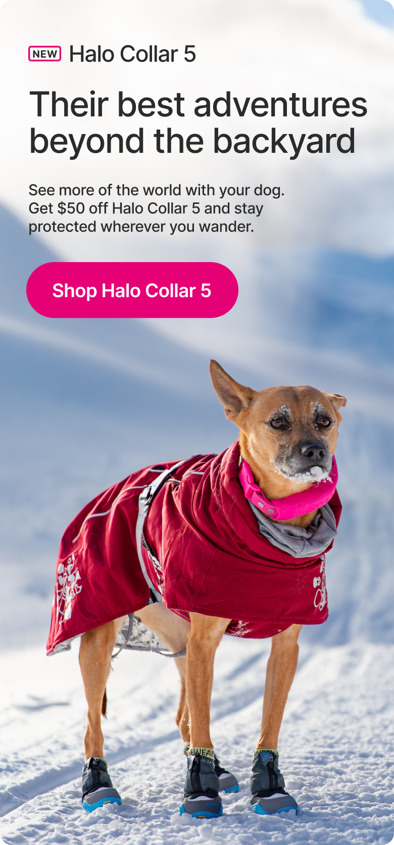 Built for a year they’ll never forget. Save $50. See more of the world with your dog. Get $50 off Halo Collar 5 and stay protected wherever you wander.