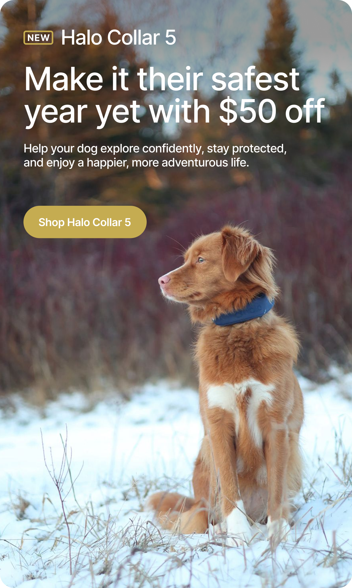 A resolution that really matters: safety. Help your dog explore safely and confidently. Halo Collar 5, $50 off now, ensures they stay protected and enjoy a happier, more adventurous life.