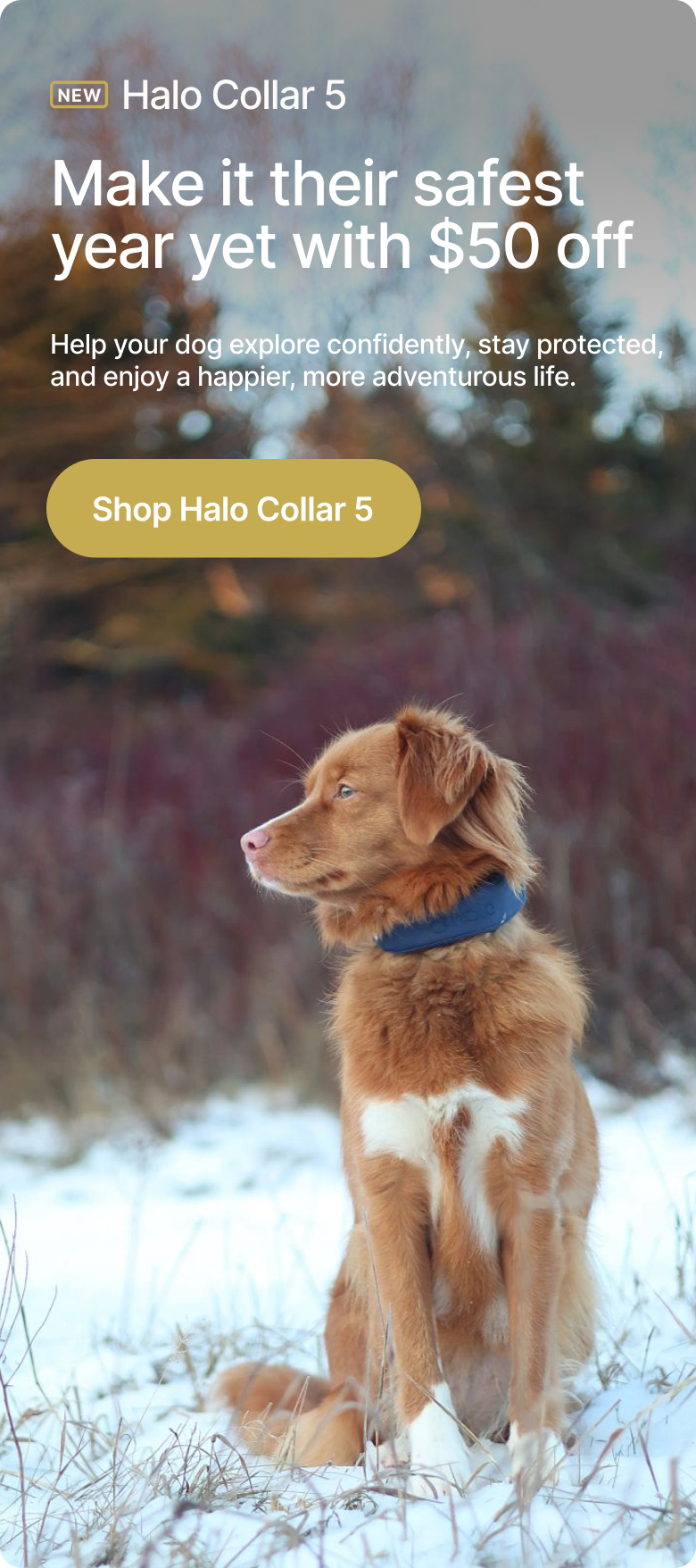 A resolution that really matters: safety. Help your dog explore safely and confidently. Halo Collar 5, $50 off now, ensures they stay protected and enjoy a happier, more adventurous life.