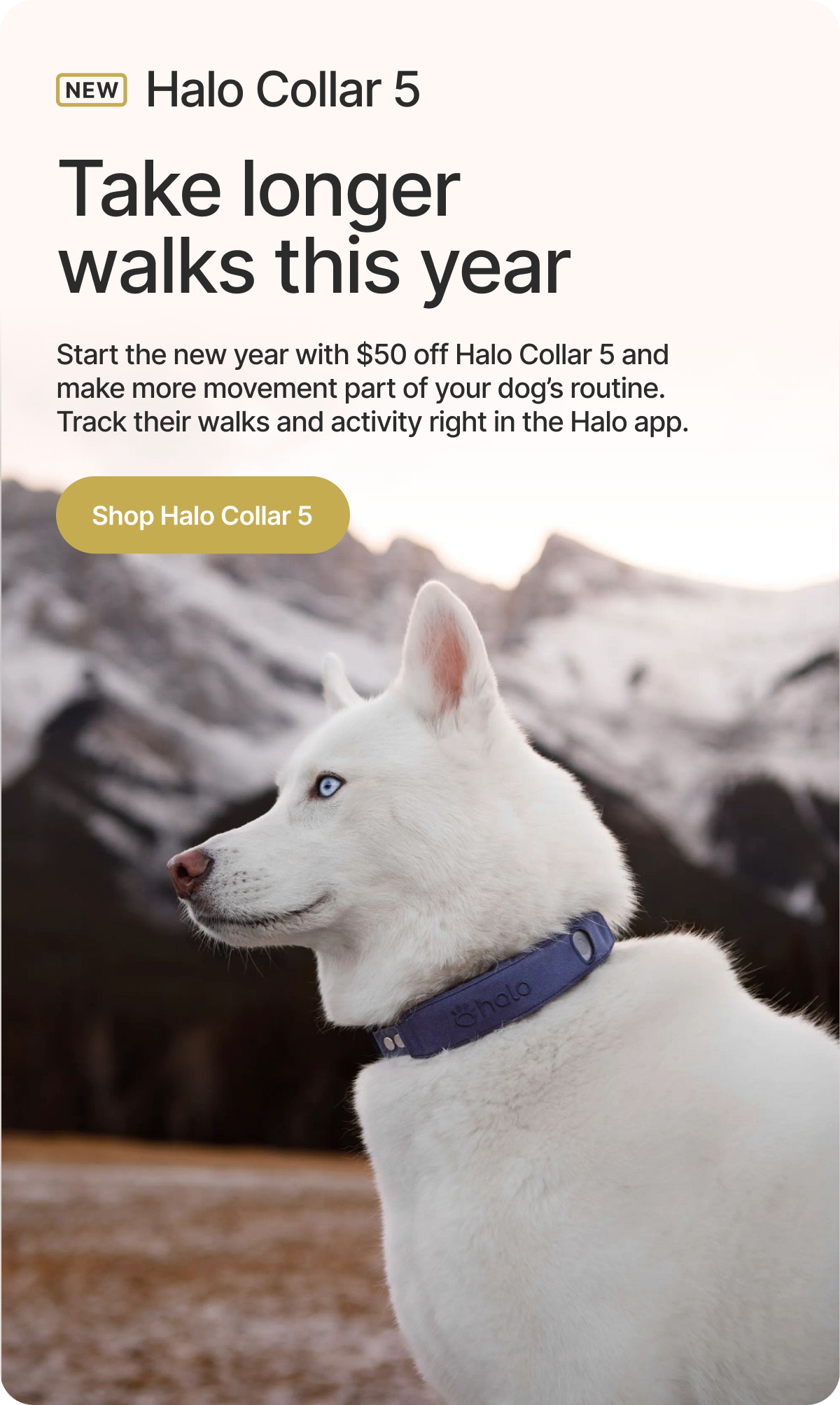 Make more movement part of your dog’s routine. Track their walks and activity right in the Halo app.
