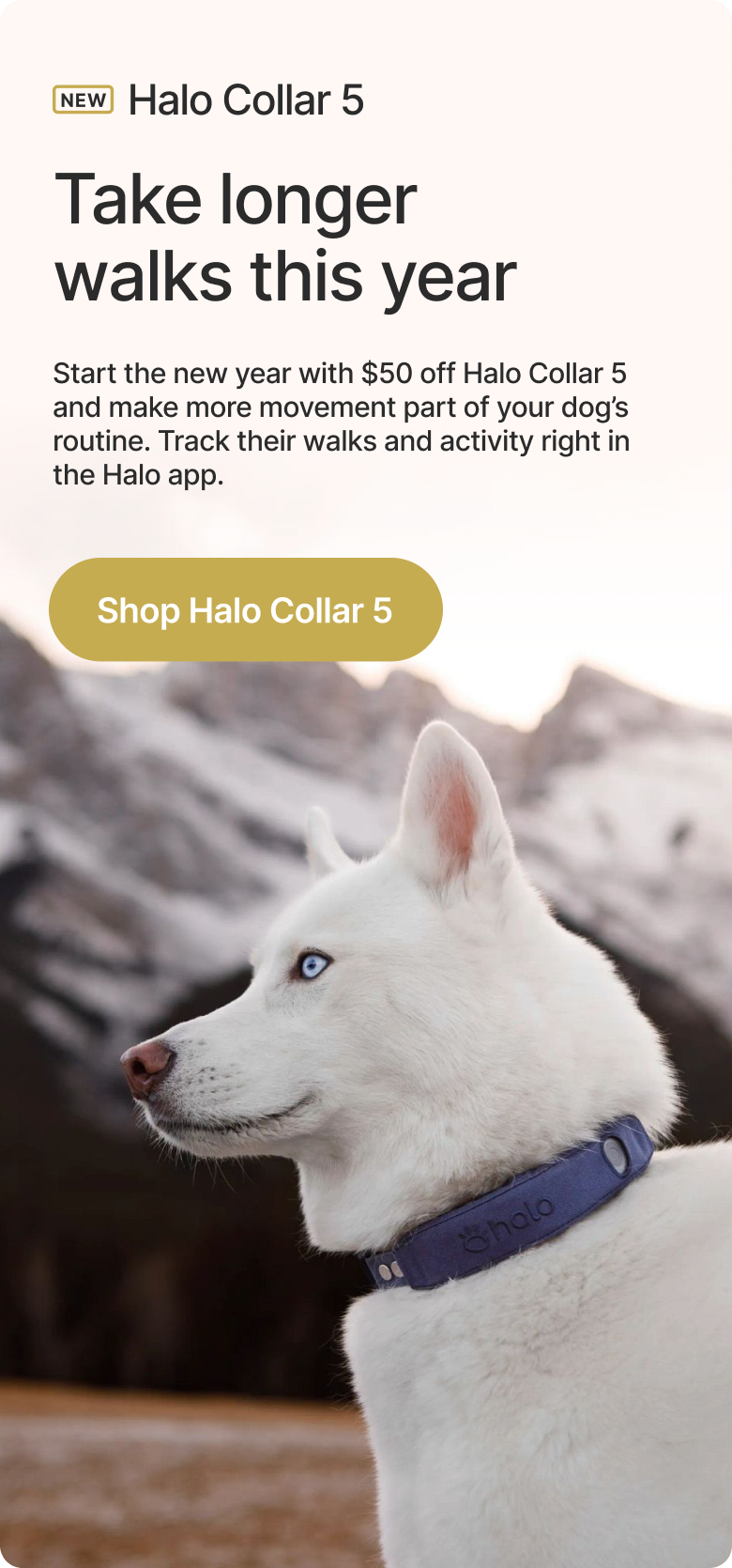 Make more movement part of your dog’s routine. Track their walks and activity right in the Halo app.