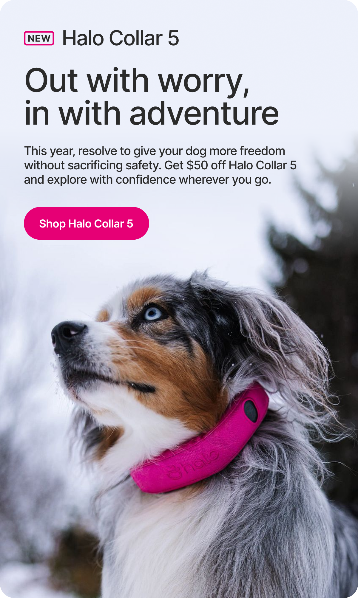 This year, give your dog more freedom without sacrificing safety. With the Halo Collar 5, you can explore with confidence, wherever you go.