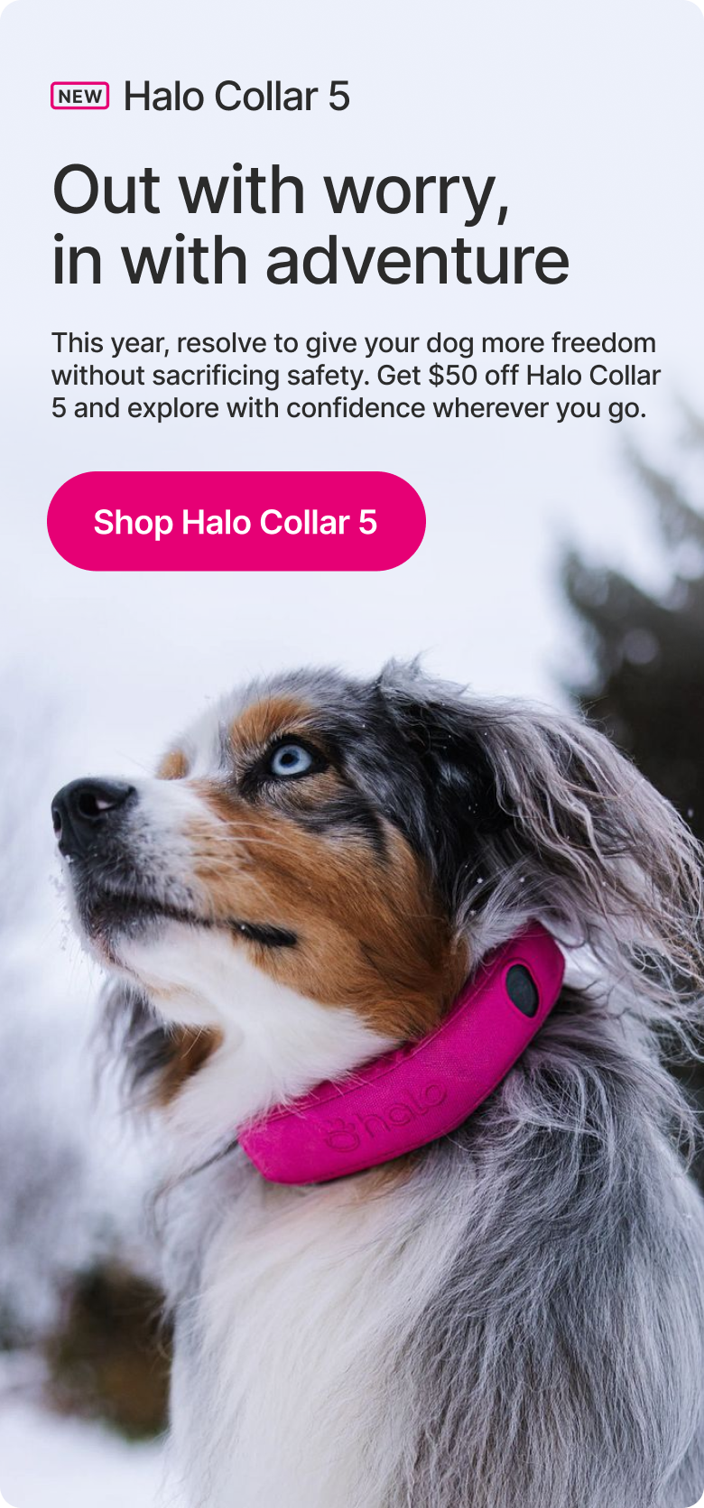 This year, give your dog more freedom without sacrificing safety. With the Halo Collar 5, you can explore with confidence, wherever you go.