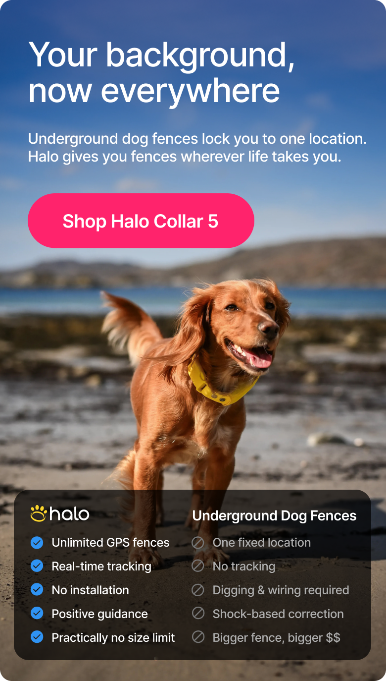 Peace of mind starts with knowing where your dog is. Halo Collar 5 uses real-time GPS and smart boundaries to help keep them safe in more places.