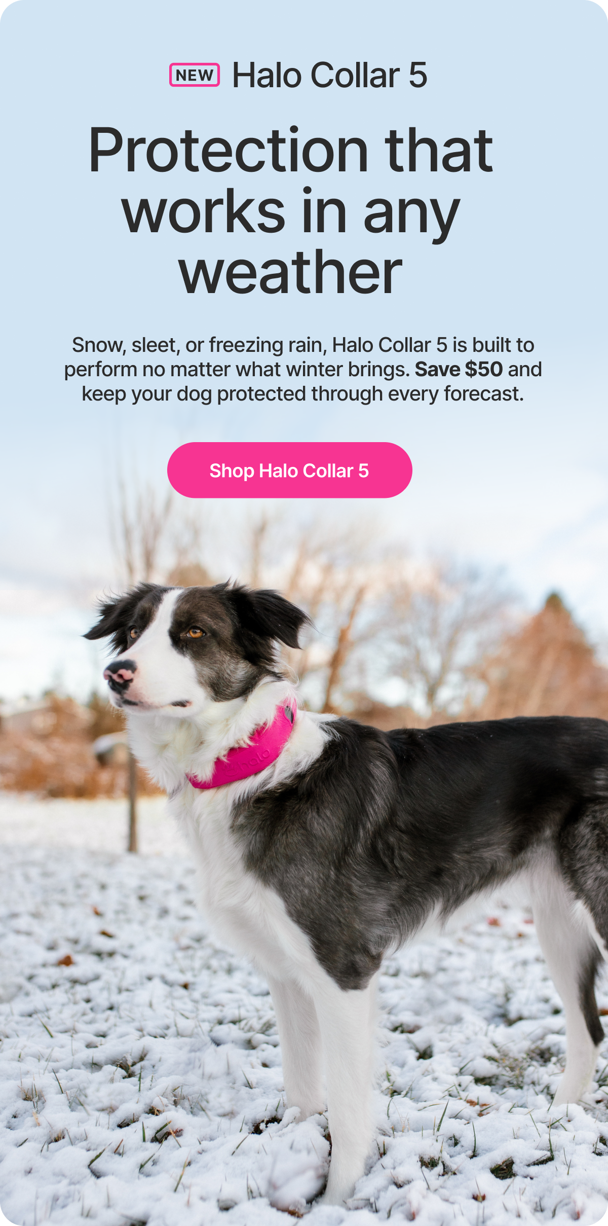 From daily walks to weekend trips, Halo Collar 5 supports safe freedom wherever you and your dog go. Shop today.