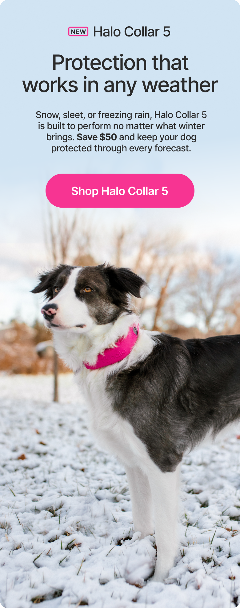 From daily walks to weekend trips, Halo Collar 5 supports safe freedom wherever you and your dog go. Shop today.
