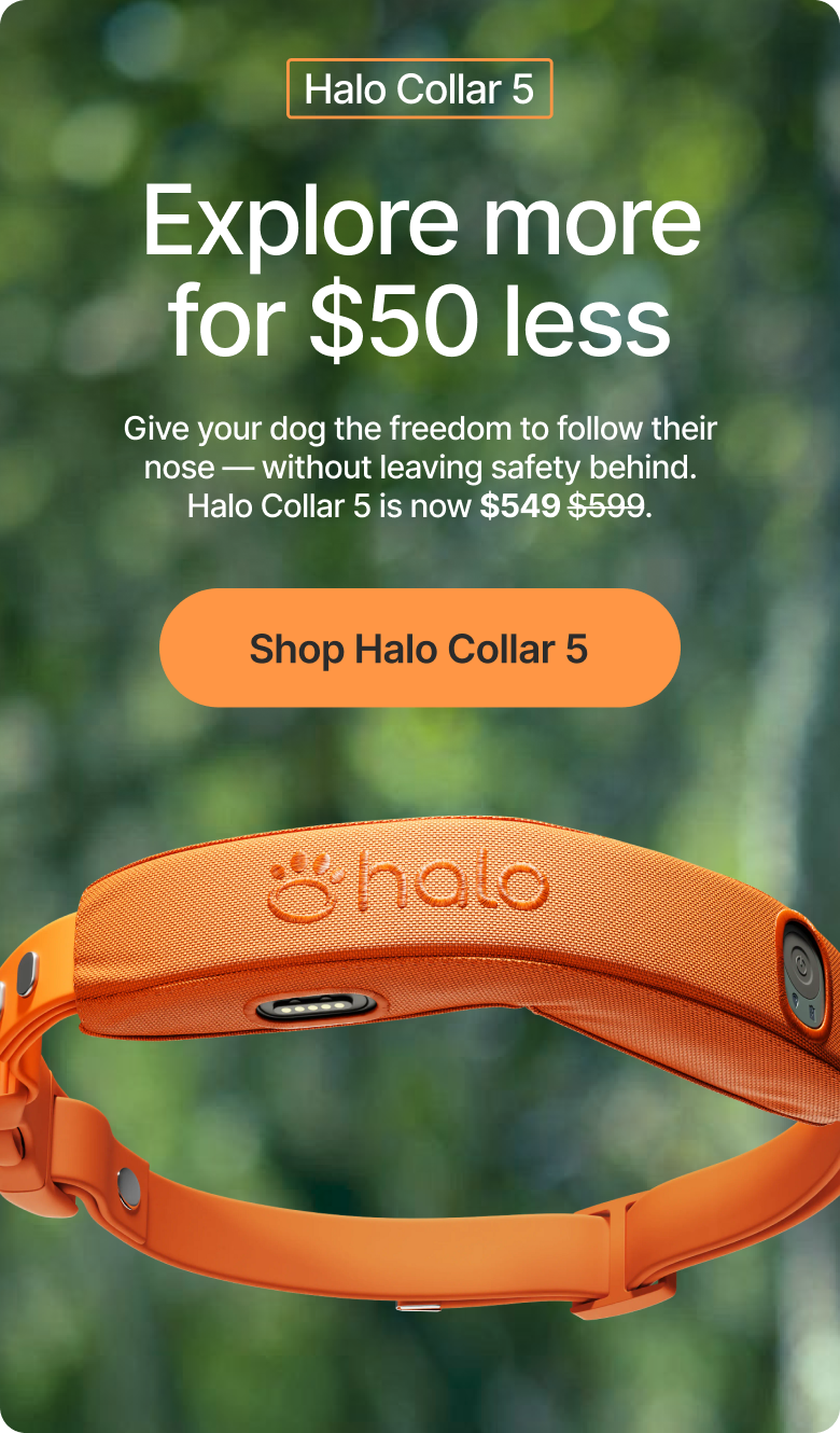 Designed to help dogs explore confidently, Halo Collar 5 combines real-time GPS tracking, portable containment, and intuitive guidance for everyday life and travel.