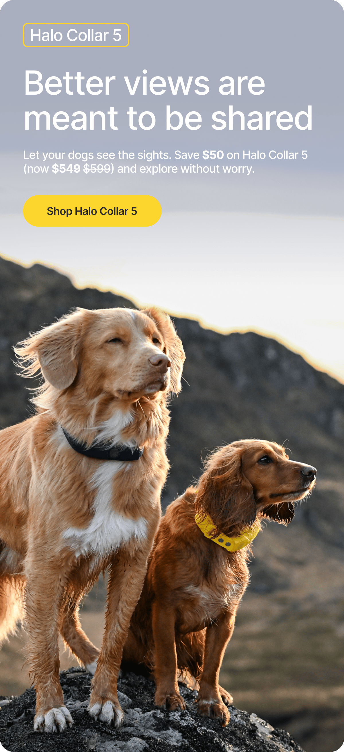 Halo Collar 5 helps dogs stay safe and connected across changing environments, new routines, and everyday adventures with real-time GPS protection.