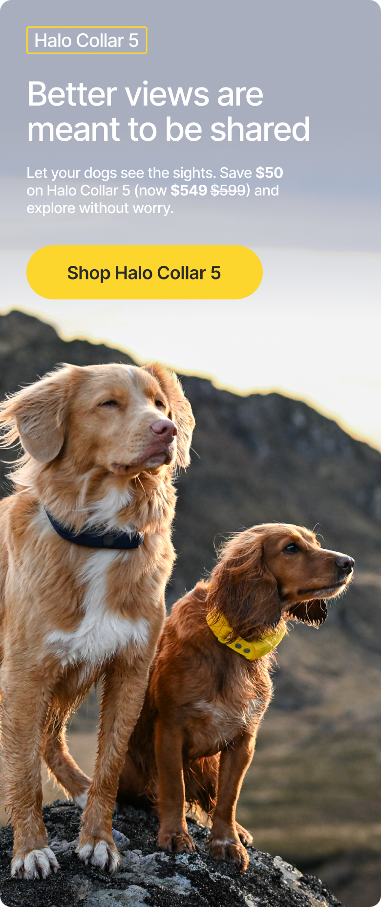 Halo Collar 5 helps dogs stay safe and connected across changing environments, new routines, and everyday adventures with real-time GPS protection.