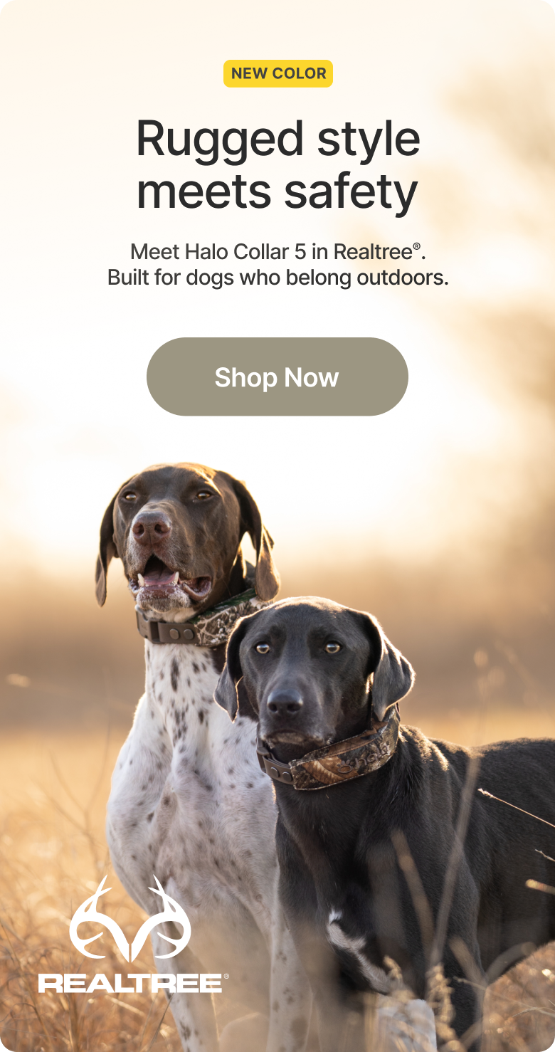 Realtree camo is officially here. The newest Halo Collar 5 color, made for dogs who roam farther. Shop today and get $50 off.