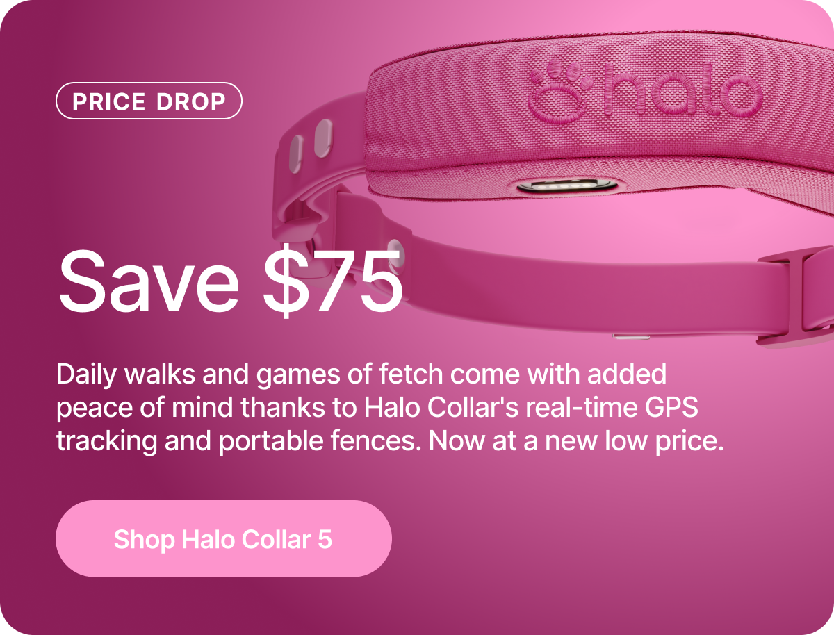 Daily walks and games of fetch come with added peace of mind thanks to Halo Collar's real-time GPS tracking and portable fences. Now at a new low price.