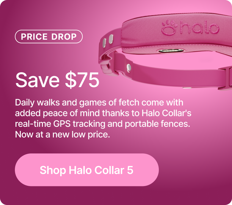 Daily walks and games of fetch come with added peace of mind thanks to Halo Collar's real-time GPS tracking and portable fences. Now at a new low price.