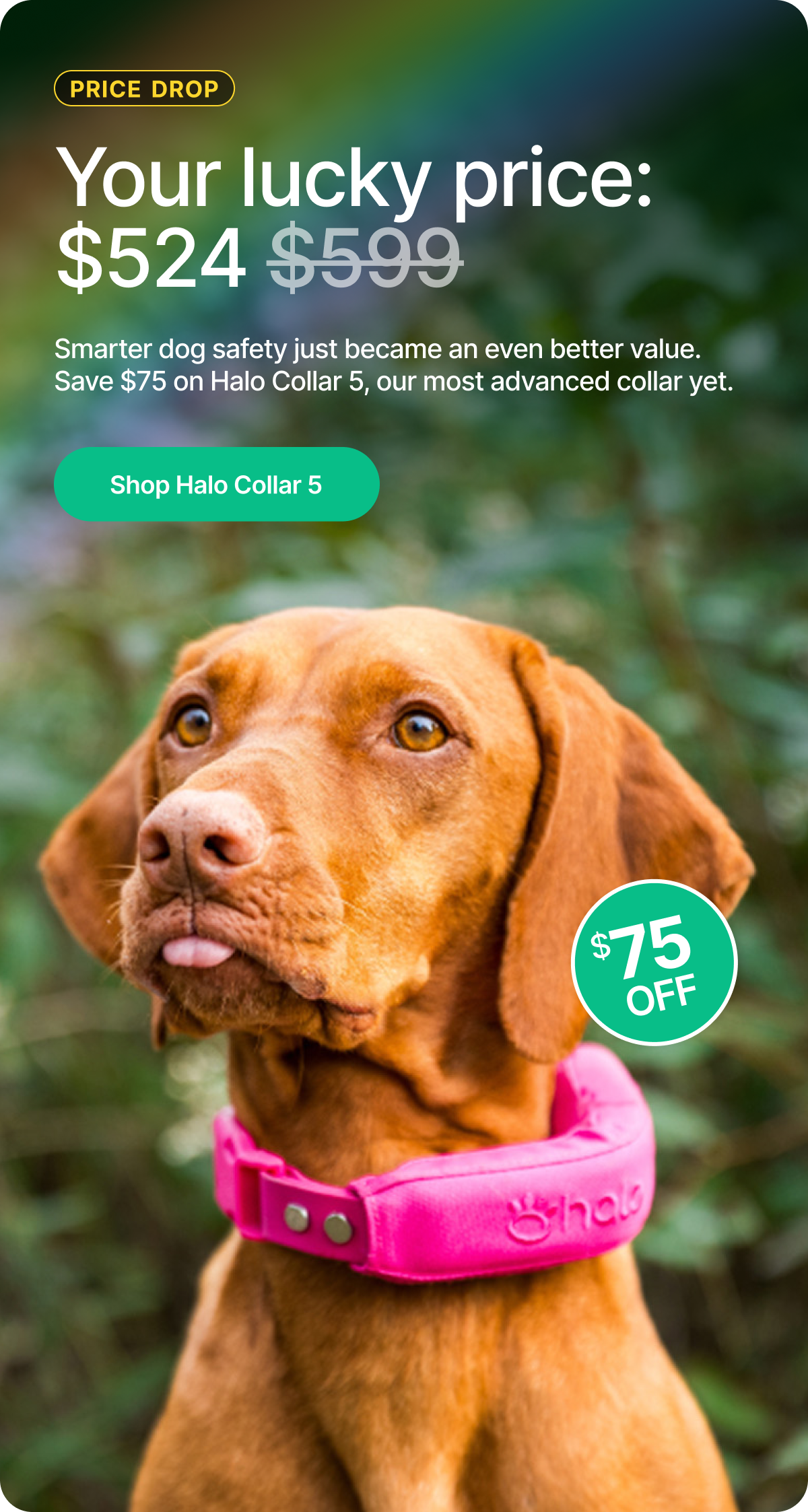Smarter dog safety just got an even better value. Get $75 off Halo Collar 5 today and keep your dog roaming safely with real-time GPS protection.