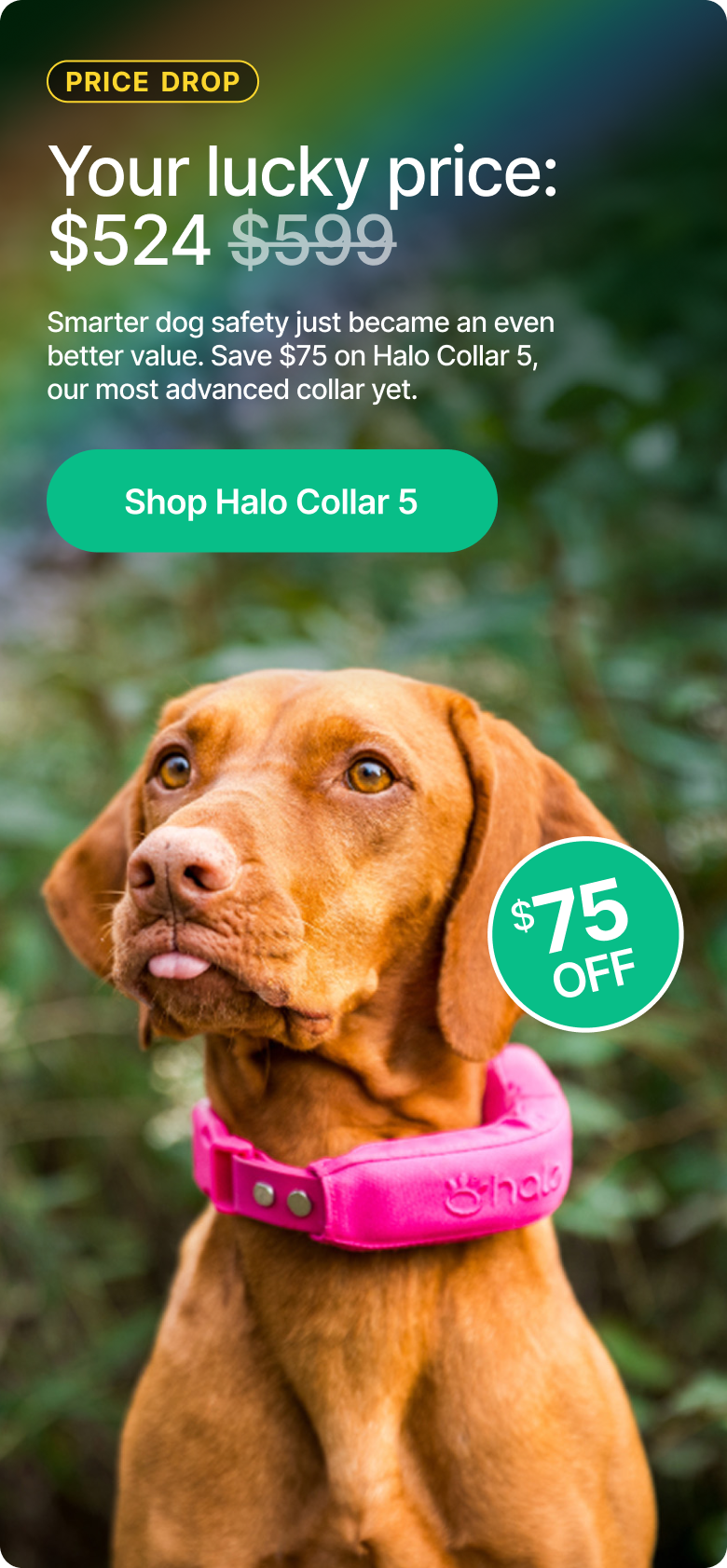 Smarter dog safety just got an even better value. Get $75 off Halo Collar 5 today and keep your dog roaming safely with real-time GPS protection.
