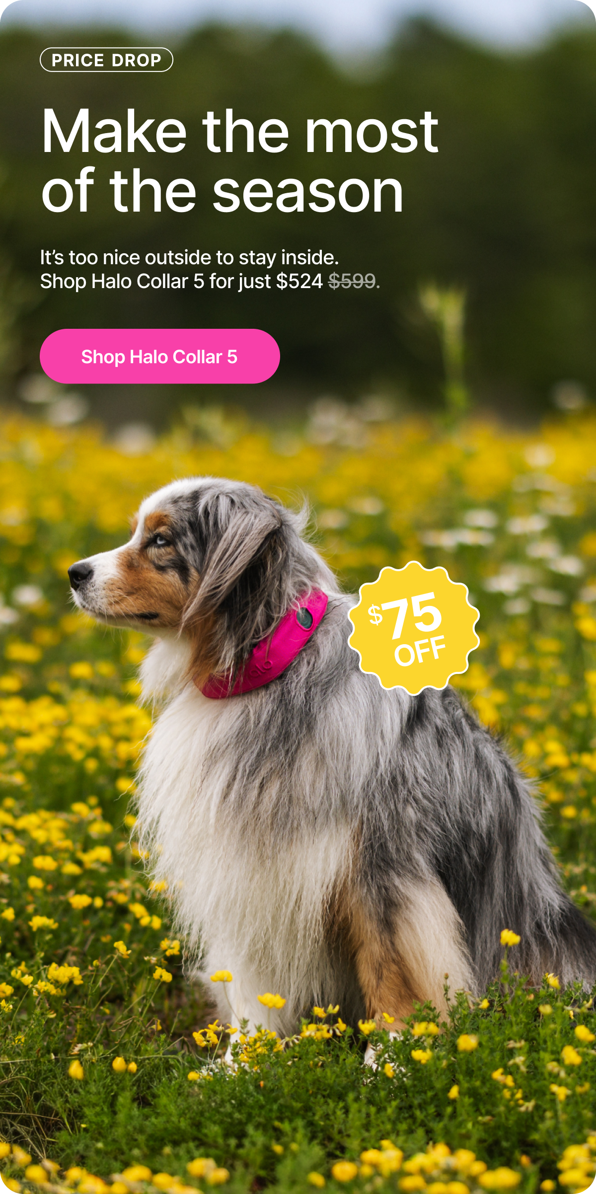 It’s too nice outside to stay inside. Take your dog along for every walk, park visit, and adventure this spring with Halo Collar 5. Now just $524.