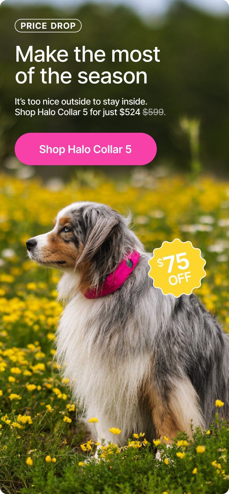 It’s too nice outside to stay inside. Take your dog along for every walk, park visit, and adventure this spring with Halo Collar 5. Now just $524.